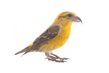 Photo for Female yellow crossbill (loxia curvirostra) isolated on white background - Royalty Free Image