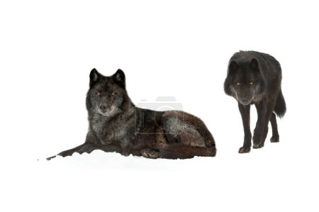 Photo for Black canadian wolfs  isolated on white background - Royalty Free Image