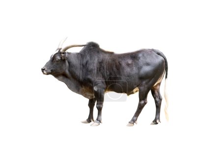 Photo for Male black zebu cattle isolated on white background - Royalty Free Image