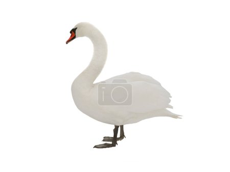 Photo for Swan isolated on white background - Royalty Free Image