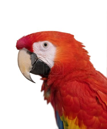 Foto de Red parrot scarlet macaw, isolated on white background - Imagen libre de derechos