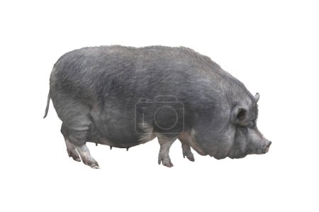 Photo for Fat pig isolated on white background - Royalty Free Image