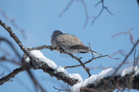 Téléchargez les photos : Dove sitting on a tree branch in winter frosty day - en image libre de droit