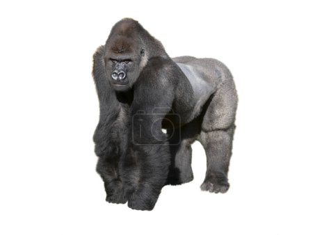 Téléchargez les photos : Gorille des basses terres de l'ouest isolé sur fond blanc - en image libre de droit
