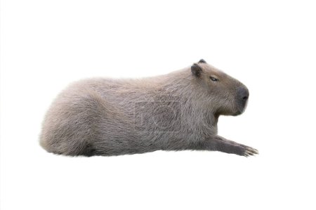 Téléchargez les photos : Capybara isolé sur fond blanc - en image libre de droit