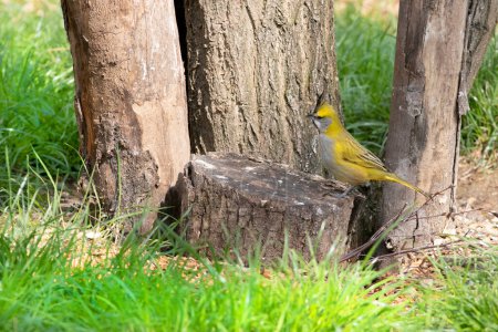 Téléchargez les photos : Yellow cardinal sits on a tree stump - en image libre de droit