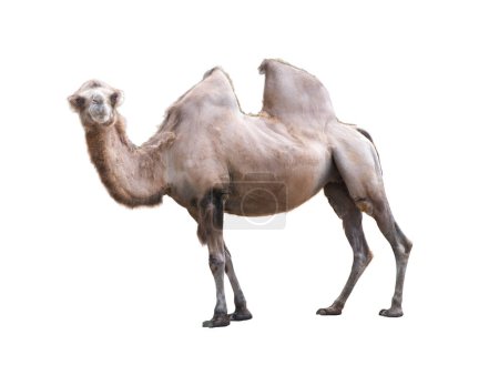 Téléchargez les photos : Camelus bactrianus on a white background - en image libre de droit