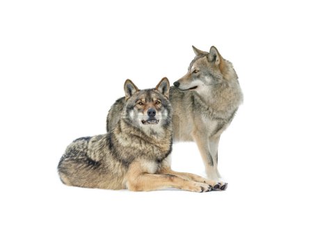 Foto de Standing gray wolf and she wolf in the snow in winter isolated on white background. - Imagen libre de derechos