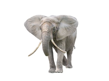 Photo for Elephant with raised trunk isolated on white background - Royalty Free Image