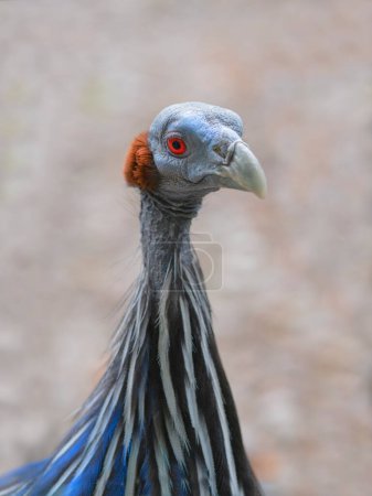 Photo for Portrait of vulturine guineafowl in the wild - Royalty Free Image