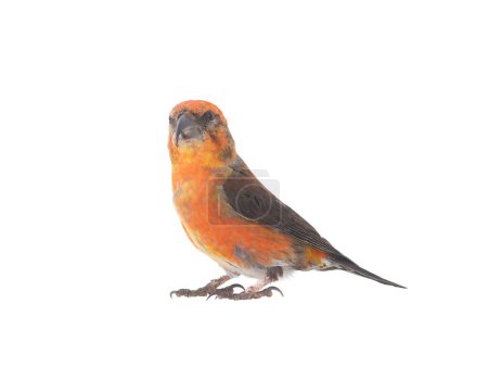 Photo for Male red crossbill (loxia curvirostra) isolated on white background - Royalty Free Image