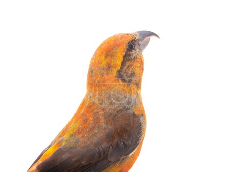Photo for Portrait male red crossbill (loxia curvirostra) isolated on white background - Royalty Free Image