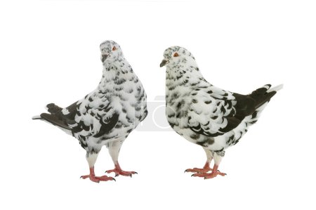 Téléchargez les photos : Two black and white dove resembling a dalmatian isolated on a white background - en image libre de droit