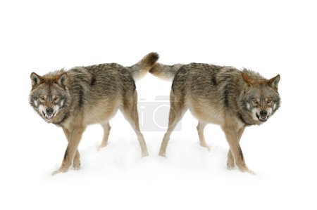 Photo for Two gray wolf with a grin is isolated on a white background. - Royalty Free Image