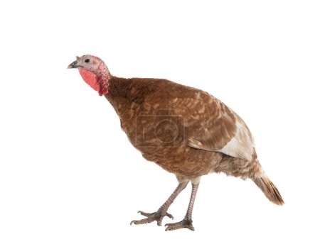 female turkey  isolated on white background