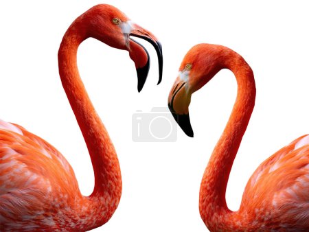 two Flamingo portrait isolated on white background