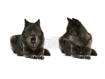 Photo for Canadian wolves lying on snow isolated on white background - Royalty Free Image