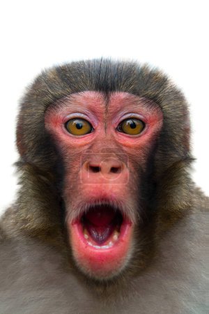 surprised monkey with big eyes isolated on white background