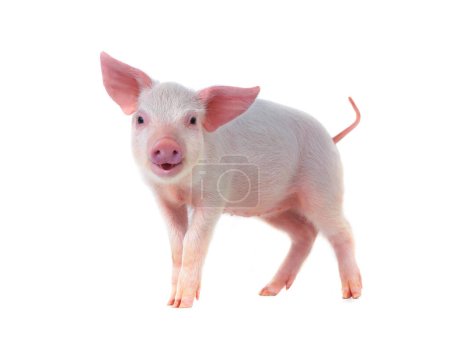 Photo for Smiling pig isolated on white background - Royalty Free Image