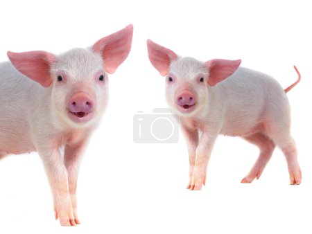 Photo for Two smiling pig isolated on white background - Royalty Free Image
