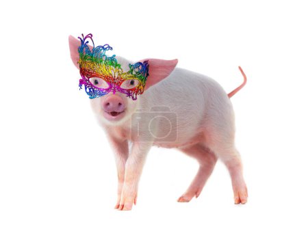 Photo for Cheerful pig in masquerade glasses isolated on white background - Royalty Free Image