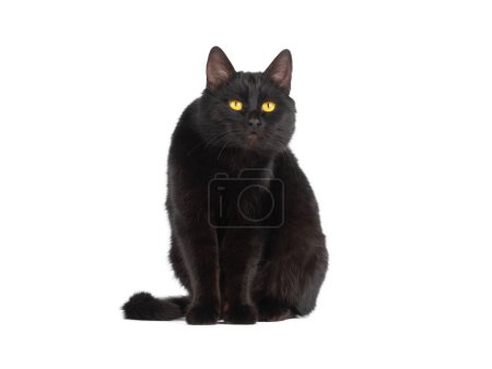 Téléchargez les photos : Chat noir surpris isolé sur fond blanc - en image libre de droit