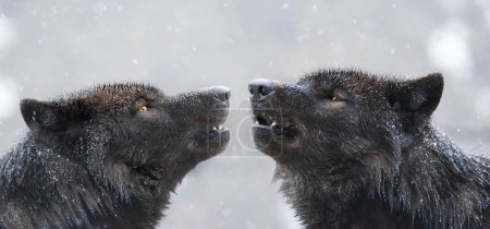 Foto de Dos lobos canadienses aullan en el mal tiempo en invierno - Imagen libre de derechos