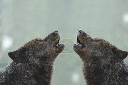 Foto de Dos lobos canadienses aullan en el mal tiempo en invierno - Imagen libre de derechos