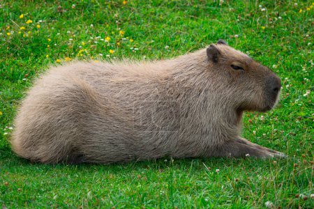 Téléchargez les photos : Capybara toile de fond d'herbe verte - en image libre de droit