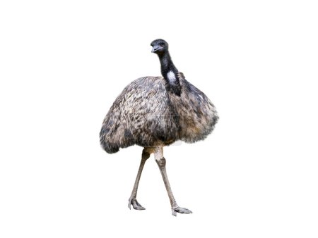 Photo for Emu ostrich isolated on white background - Royalty Free Image