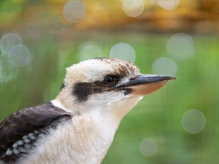 Foto de Riéndose kookaburra en hábitat natural - Imagen libre de derechos