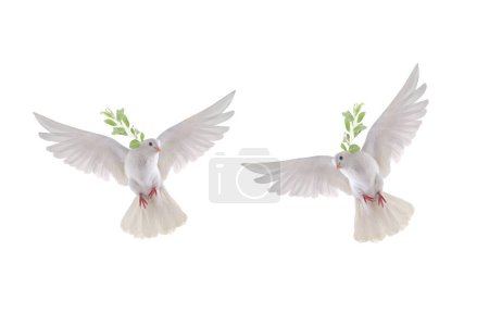 zwei weiße Tauben im Flug auf weißem Hintergrund mit einem Olivenzweig