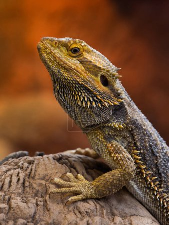 Photo for Inland bearded dragon on red background - Royalty Free Image