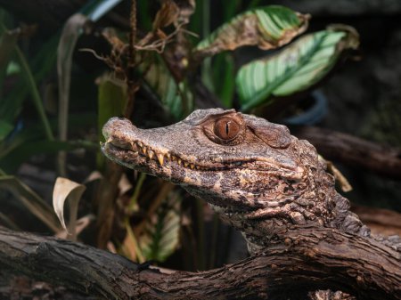 Photo for Cuviers dwarf caiman (Paleosuchus palpebrosus) - Royalty Free Image