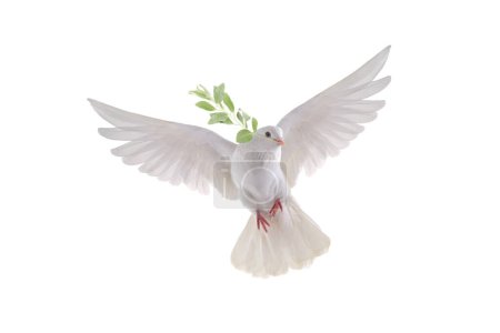 paloma blanca en vuelo sobre un fondo blanco con una rama de olivo