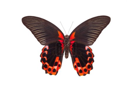 Roter Mormon (Papilio rumanzovia) isoliert auf weißem Hintergrund
