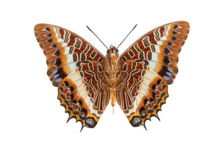 white barred emperor (charaxes brutus) isolated on a white background
