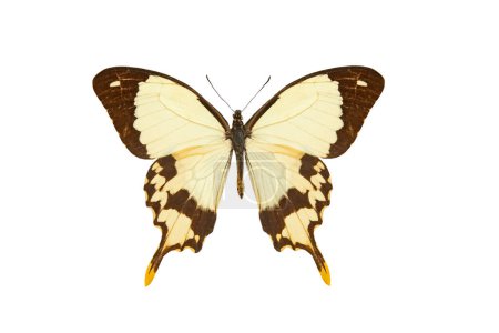 Photo for African swallowtail (papilio dardanus) isolated on a white background - Royalty Free Image