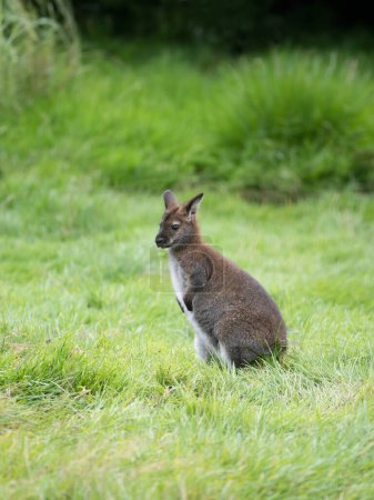 Photo for Wallabies (Notamacropus rufogriseus) standing on green grass - Royalty Free Image