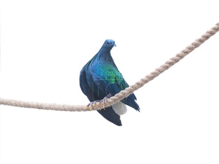 Photo for Nicobar pigeon isolated on white background - Royalty Free Image