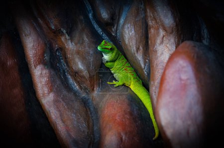 Foto de Madagascar gigante día gecko se sienta escondido en las rocas - Imagen libre de derechos