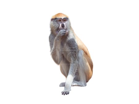 Photo for Cercopithecus patas sitting isolated on white background - Royalty Free Image