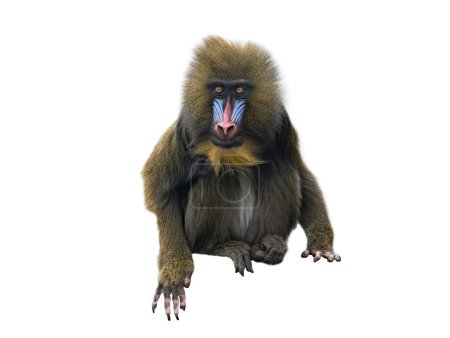 Photo for Mandrill isolated on white background - Royalty Free Image