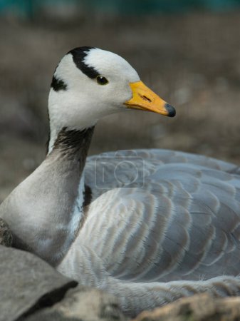 Foto de Retrato de ganso gris (Eulabeia indica) entorno natural - Imagen libre de derechos