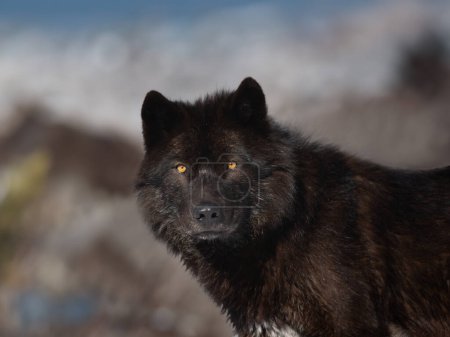 portrait of a Canadian black wolf against a snowy landscape