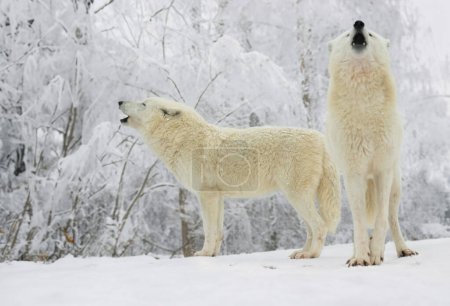 zwei weiße Polarwölfe vor der Kulisse eines Winterwaldes