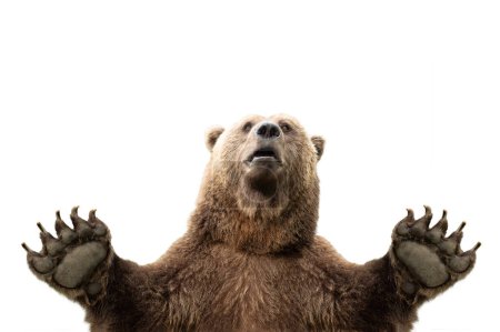 Téléchargez les photos : Ours aux pattes surélevées isolé sur fond blanc - en image libre de droit