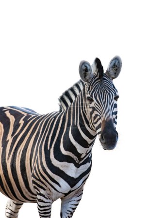 Photo for Portrait of beautiful zebra isolated on white background - Royalty Free Image