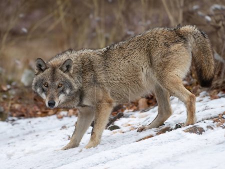 Téléchargez les photos : Loup gris soudain arrêté et regarde dans la lentille de l'appareil photo en hiver dans la forêt - en image libre de droit