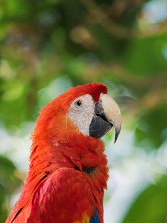 Foto de Retrato de un loro tropical guacamayo rojo sobre un fondo borroso - Imagen libre de derechos